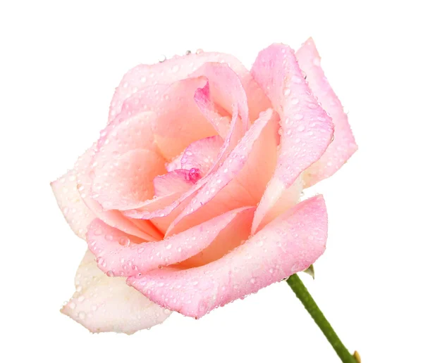 Piękna różowa róża odizolowana na białym — Zdjęcie stockowe