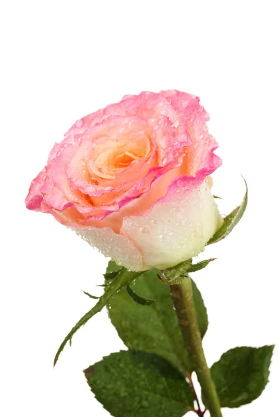Όμορφο ροζ τριαντάφυλλο με σταγόνες που απομονώνονται σε λευκό — Φωτογραφία Αρχείου