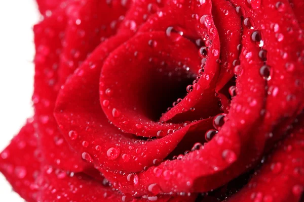 Rosa vermelha bonita com gotas closeup — Fotografia de Stock