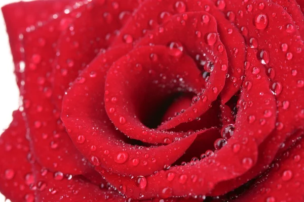 Vacker röd ros med droppar närbild — Stockfoto