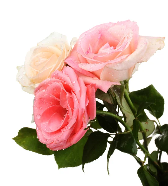 Trzy piękne róże na białym tle — Zdjęcie stockowe