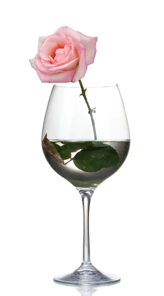 Όμορφο ροζ τριαντάφυλλο σε ποτήρι που απομονώνονται σε λευκό — Φωτογραφία Αρχείου
