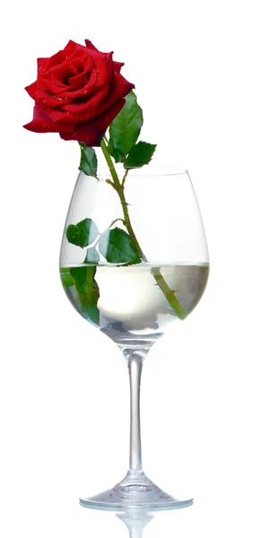 Όμορφο κόκκινο τριαντάφυλλο σε ποτήρι που απομονώνονται σε λευκό — Φωτογραφία Αρχείου