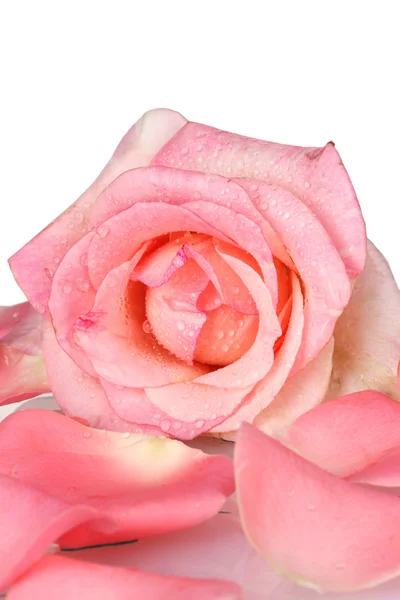 Piękna róża różowy i płatki na białym tle — Zdjęcie stockowe