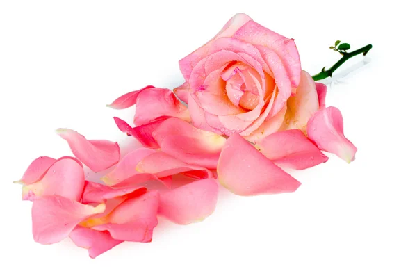 Gyönyörű pink rose és elszigetelt fehér szirmok — Stock Fotó