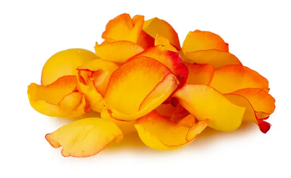 Żółte płatki róż na białym tle — Zdjęcie stockowe