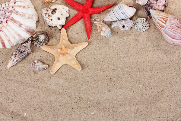 Belas conchas e estrelas do mar na areia — Fotografia de Stock