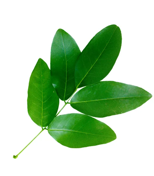 Piękna Zielona gałązka — Zdjęcie stockowe