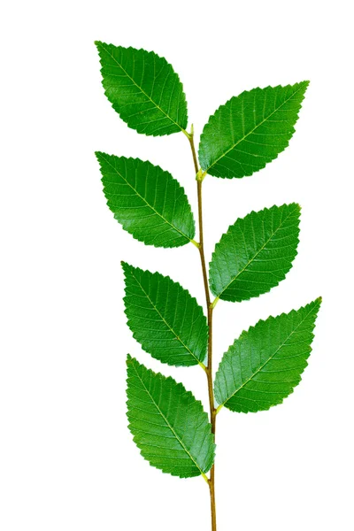 Schöner grüner Zweig — Stockfoto