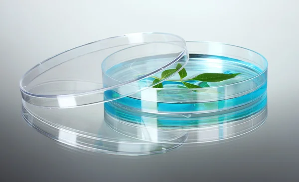 Planta modificada genéticamente ensayada en placas de Petri —  Fotos de Stock