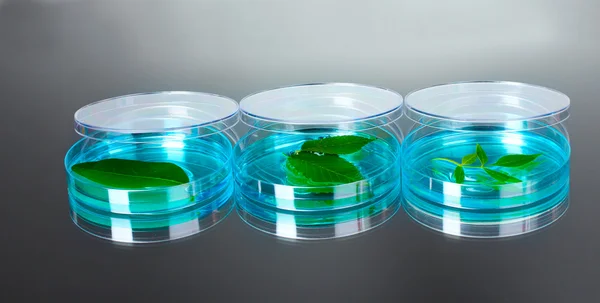 Plante génétiquement modifiée testée dans une boîte de Pétri — Photo
