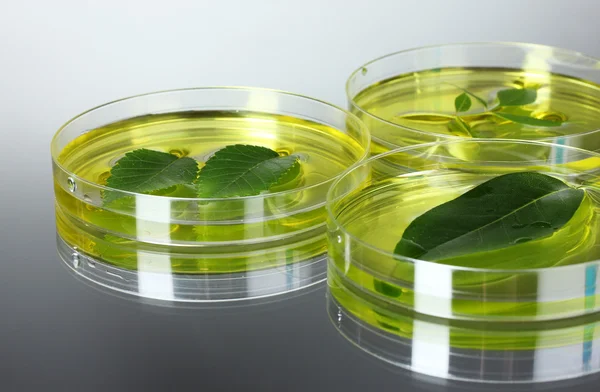 Генетически модифицированное растение проверено в чашке Петри — стоковое фото