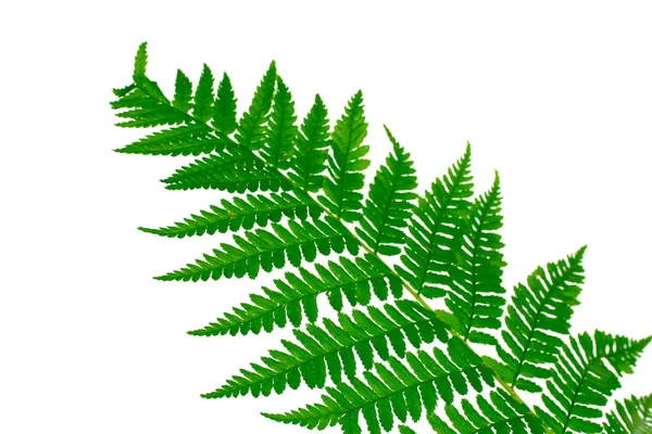 白で隔離されるシダの緑の葉 — ストック写真