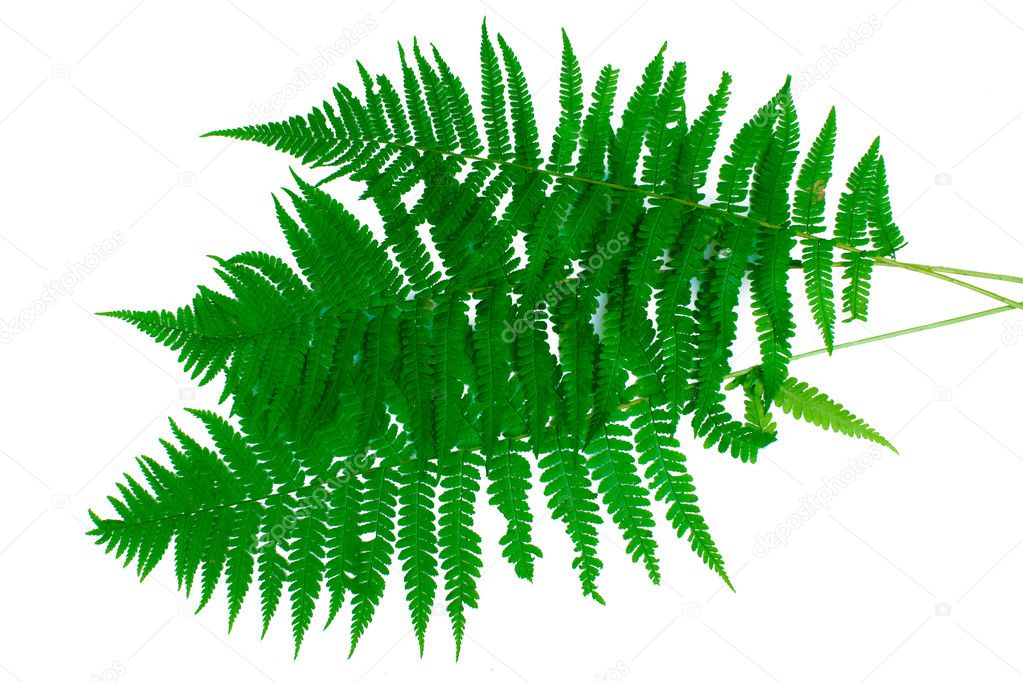 Three green leaves of fern isolated on white