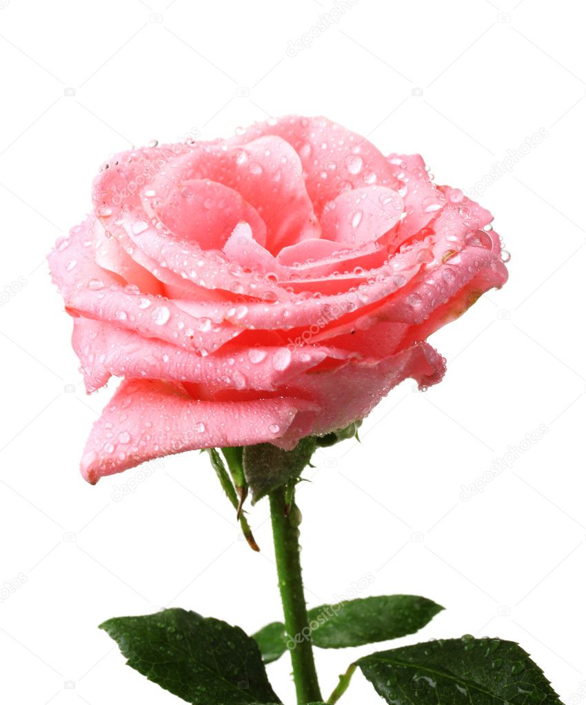 Beautiful pink rose with drops isolated on white