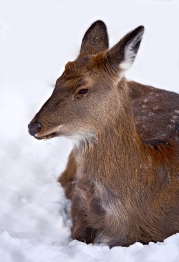 Doe-geyik kara yalan