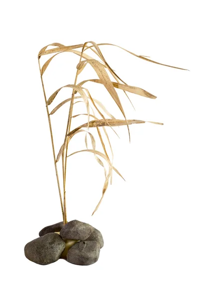 stock image Dry reed and stones