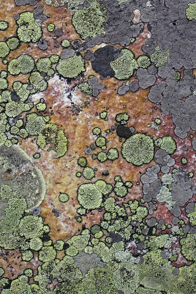 Moss omfattas sten — Stockfoto