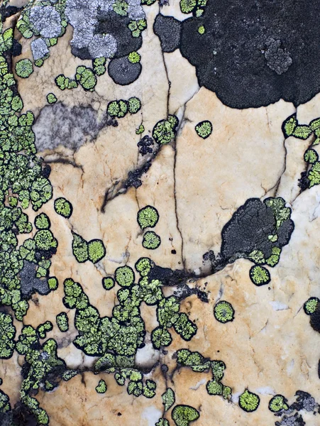 Moss omfattas sten — Stockfoto
