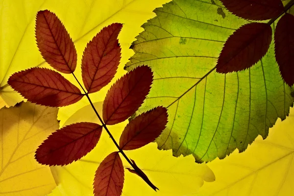 stock image Autumn leaves lightened from backround