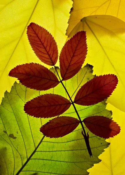 Herfstbladeren verlichte van backround — Stockfoto