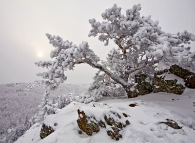 Snow-covered tree on a rock clipart