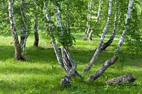 Skogen med böjda träd — Stockfoto