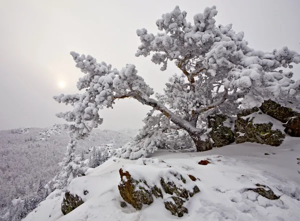 Karla kaplı ağaç bir kayanın üzerinde — Stok fotoğraf