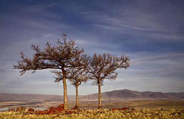 Tre nakna träd — Stockfoto