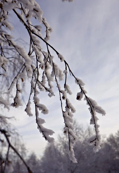 Rime on twigs against sky — Stock Photo, Image