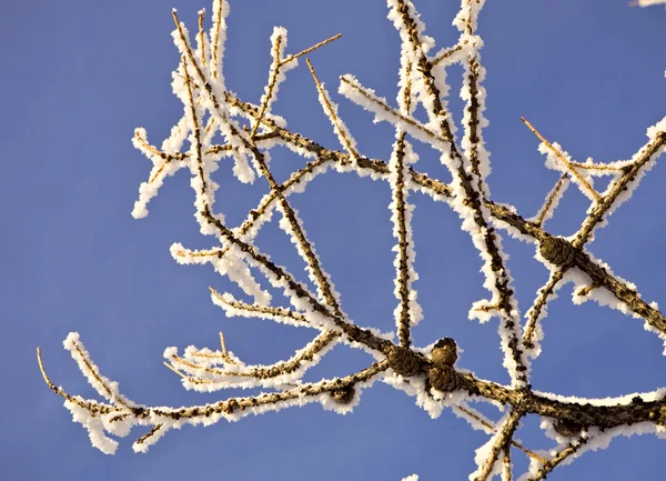 Reif auf Zweigen vor blauem Himmel — Stockfoto