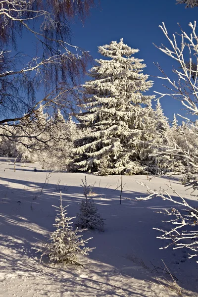 Winter in het bos — Stockfoto