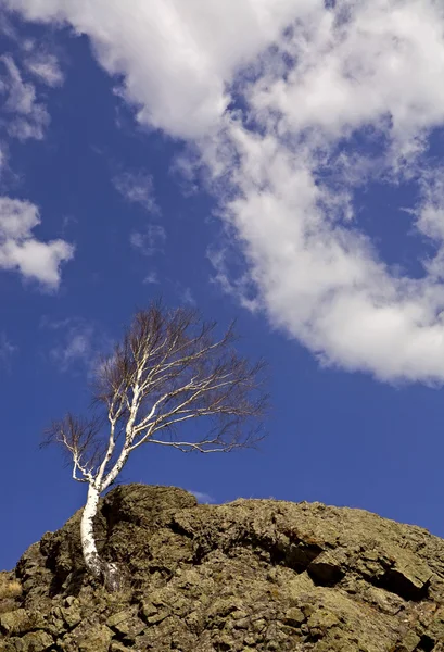 Träd på rock strävar efter sky — Stockfoto