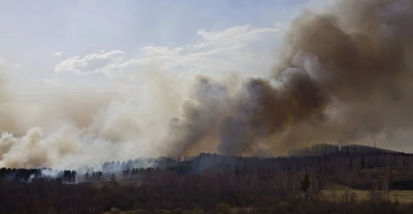 stock image Fire in forest