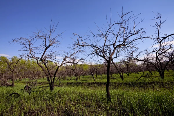 Árvores mortas, grama verde e céu azul — Fotografia de Stock