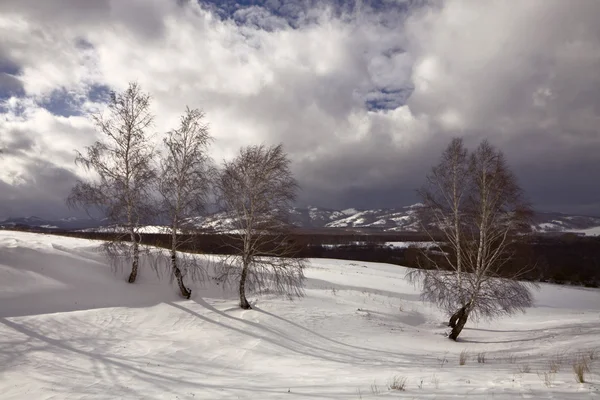 Árboles en una colina cubierta de nieve — Foto de Stock