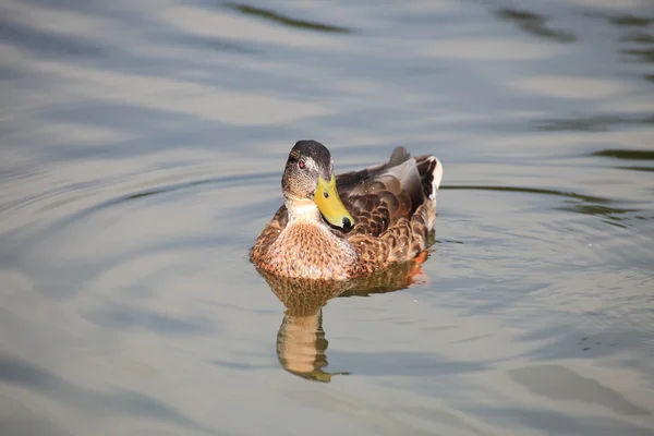 Wild duck flytande — Stockfoto
