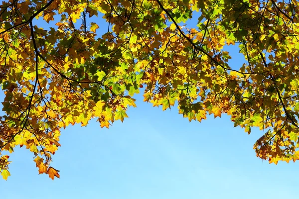 Podzimní listí, zlatý javor — Stock fotografie