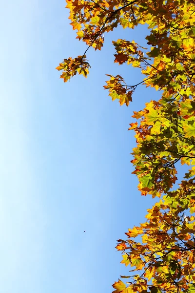 Folhas de bordo, outono dourado — Fotografia de Stock
