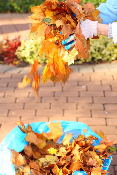 Foglie d'acero in mano, autunno dorato — Foto Stock