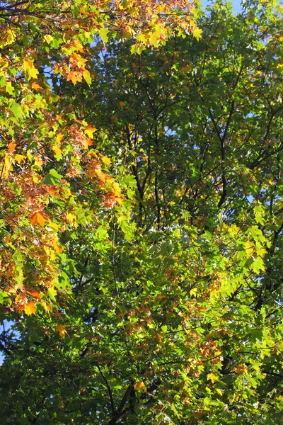 Σφενδάμνου φθινόπωρο φύλλα, χρυσή — Φωτογραφία Αρχείου