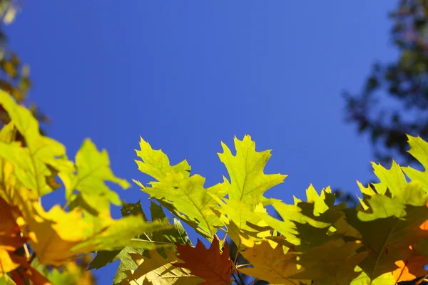 Foglie di quercia, autunno dorato — Foto Stock