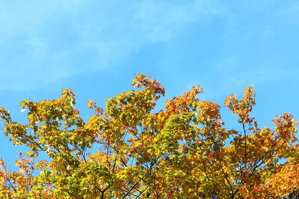 枫树叶，金色秋天 — 图库照片