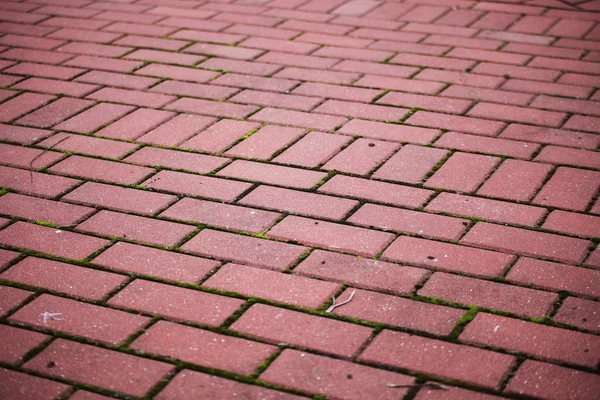 Sten trädgårdsgång tegel trottoaren — Stockfoto