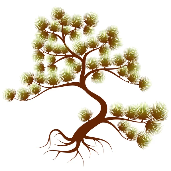 Tree cedar — Stock Vector