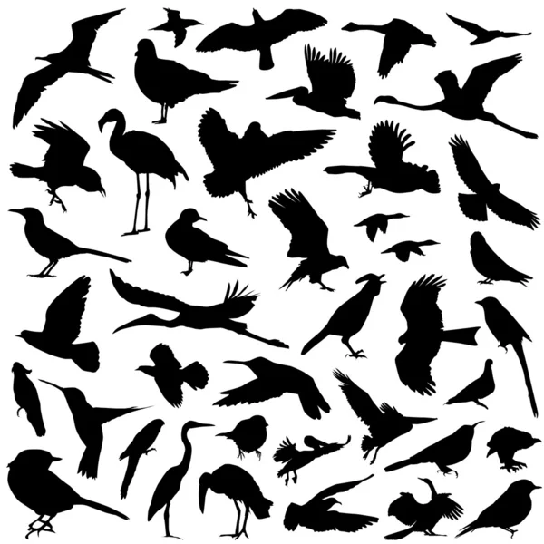Vogelsammlung — Stockvektor
