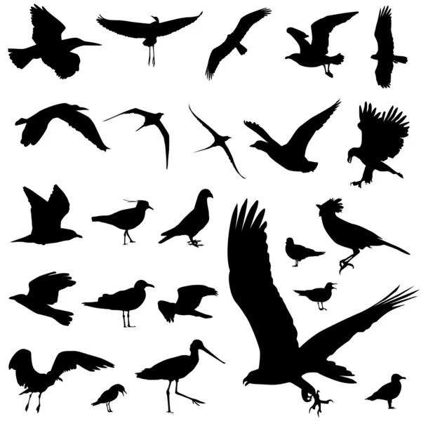 Vogelschar — Stockvektor