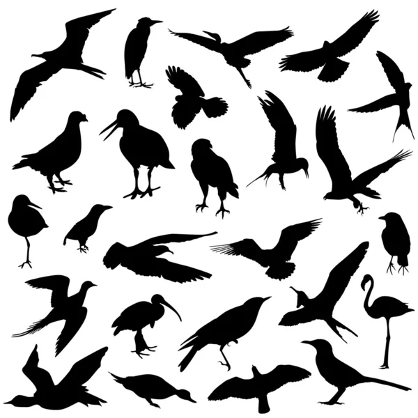 Conjunto de aves — Vetor de Stock