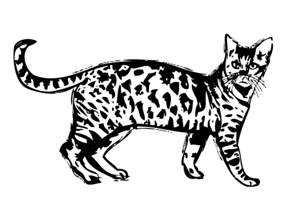 Dziki kot — Wektor stockowy