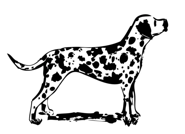 Dalmatiner design — Stock vektor
